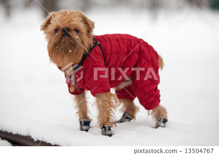 Dog on a winter walk 13504767