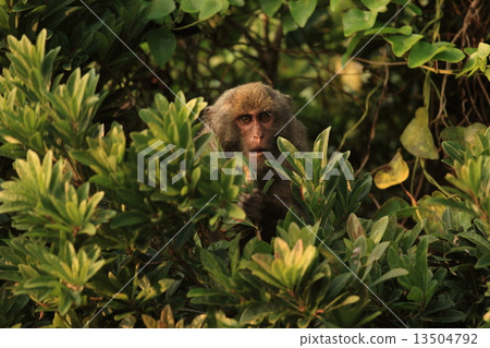 Yakushima's monkey (Yakushima monkey) Yakushima's monkey (Yakushima monkey) 13504792