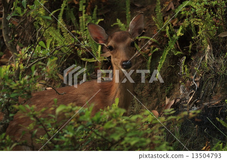 Yakushima's deer (Yaku deer) Yakushima's deer (Yaku deer) 13504793