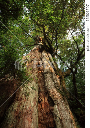 Yakusugi Yakusugi 13504797