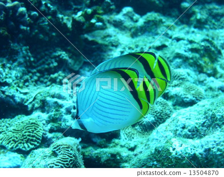 Pair of Phyllisut Butterfly 13504870