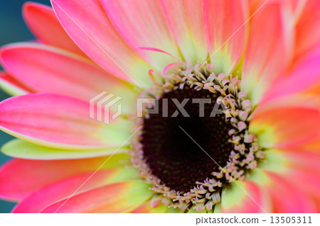 雛菊 13505311