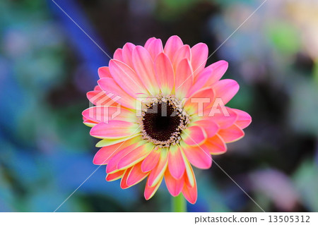 Gerbera 13505312
