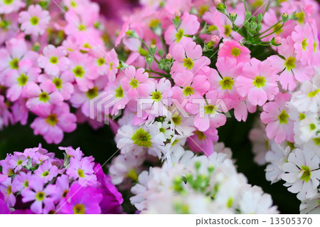 報春花 花朵 花 13505370