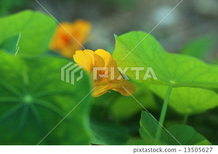 戰鬥蜘蛛 13505627