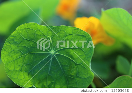 戰鬥蜘蛛 13505628