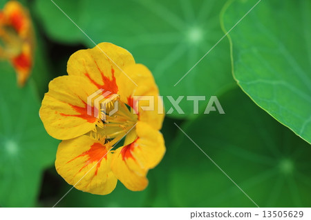 戰鬥蜘蛛 戰鬥蜘蛛 13505629