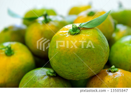 Shikuwasa's fruit Shikuwasa's fruit 13505847