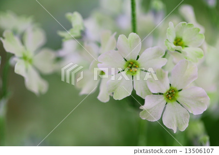 Primula malacoides ~ Winte · Lime Green Primula malacoides ~ Winte · Lime Green 13506107