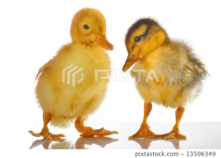 two yellow duck 13506349
