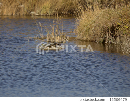 Painted Turtles on a rock 13506479