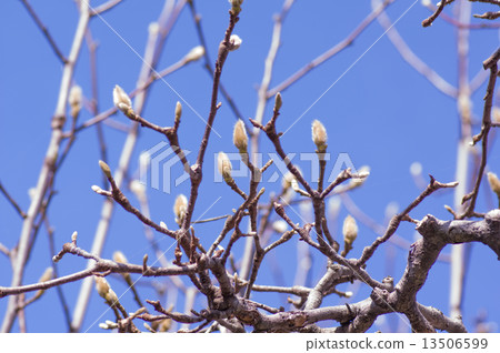 Waiting for spring Waiting for spring 13506599