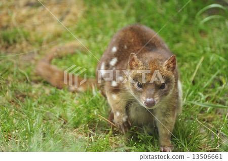 袋鼬屬 13506661