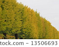 A little bluish ginkgo ginkgo trees 13506693