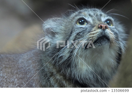 The eyes of a manur cat 13506699