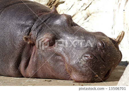 睡覺的河馬 13506701