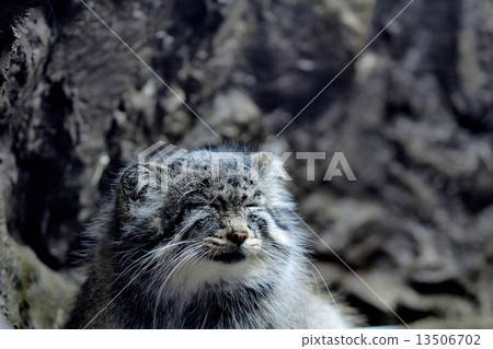 睡覺的manur貓 13506702