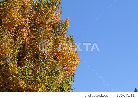 The yellow leaves of turpentine 13507111