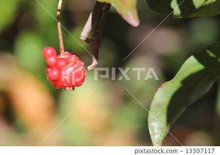 Sanekazura fruit 13507117