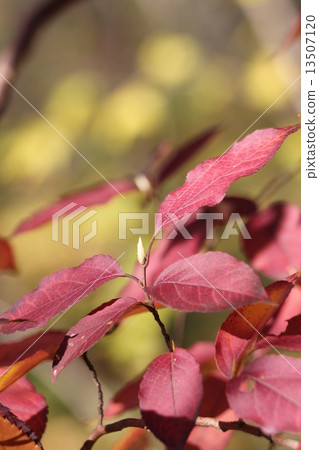 Autumn leaves of Himeishara 13507120
