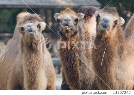 brown camel trio portrait 13507243