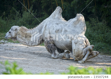 White camel portrait 13507244