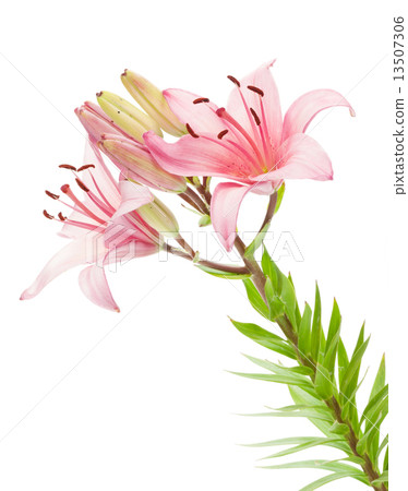 圖庫照片: pink lily flower