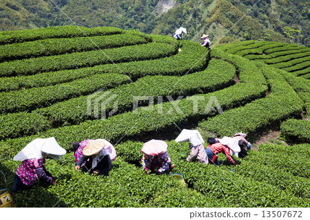 Tea picking Tea picking 13507672