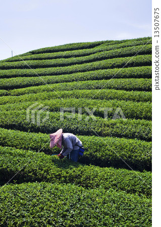 採茶 採茶 13507675