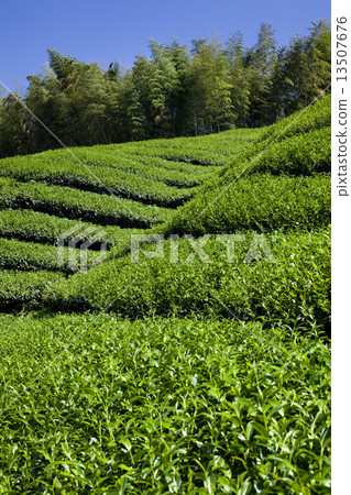 茶室 13507676