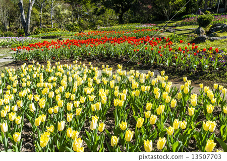 盛開的鬱金香 盛開的鬱金香 13507703