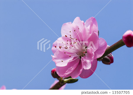 蟠桃花 13507705