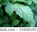 Leaves with droplets of water 13508295