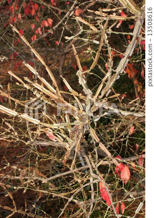 Nishikigi / December 13508616