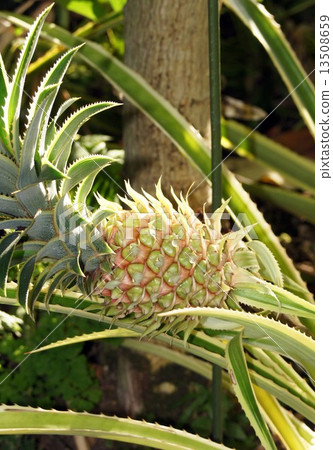 pineapple pineapple 13508659