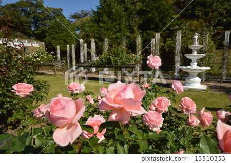 Ikuta Green space rose garden Kanagawa 13510353