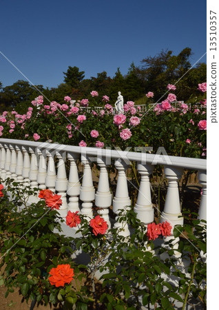 Ikuta Green space rose garden Kanagawa Ikuta Green space rose garden Kanagawa 13510357