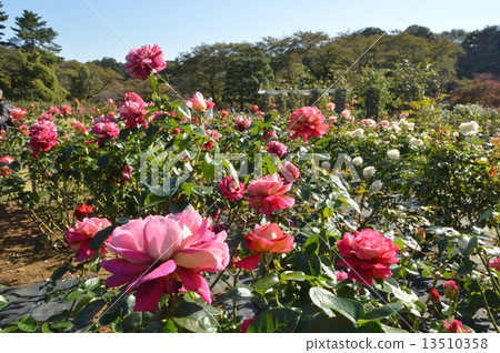 Ikuta Green space rose garden Kanagawa 13510358