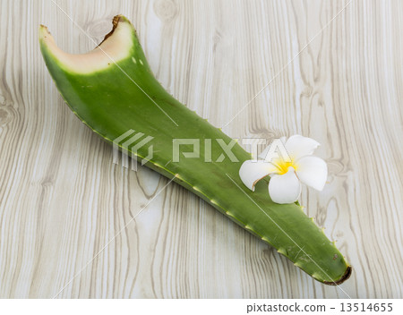 Aloe vera 13514655