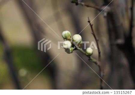 白花的芽 白花的芽 13515267