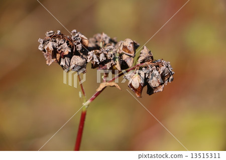 Buckwheat noodles 13515311