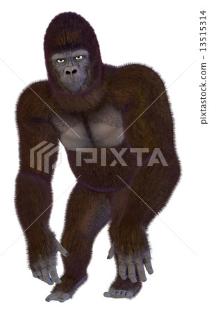 Gorilla ☆ Gorilla 13515314