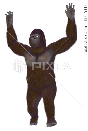 Gorilla ☆ Gorilla 13515315