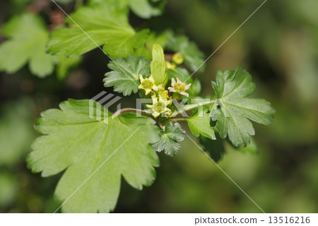 Hawthorn after a flower of hawthorn 13516216