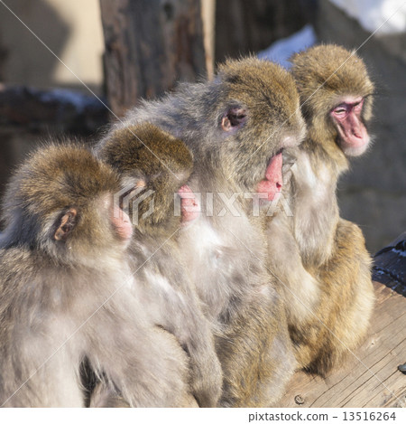 日本獼猴(Okura Manju,Square) 日本獼猴(Okura Manju,Square) 13516264