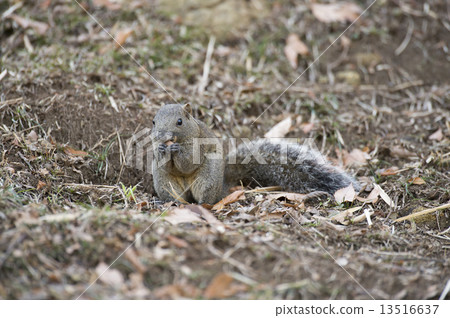Taiwan squirrel 13516637
