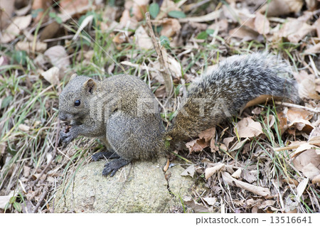 Taiwan squirrel 13516641