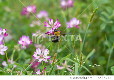 黃芪領域的熊蜂 13516748