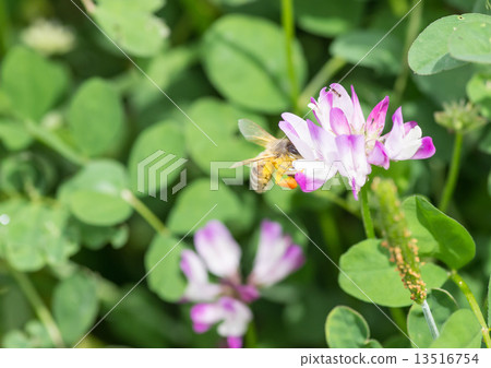 Bees with pollen balls 13516754
