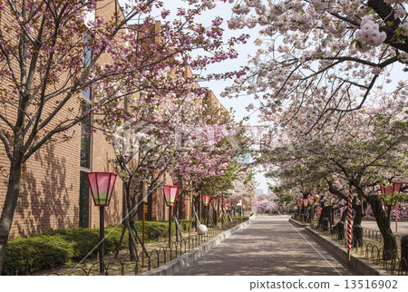 漫步櫻花，造幣廠的櫻花樹，賞櫻勝地，大阪旅遊勝地，無人居住的景觀 13516902